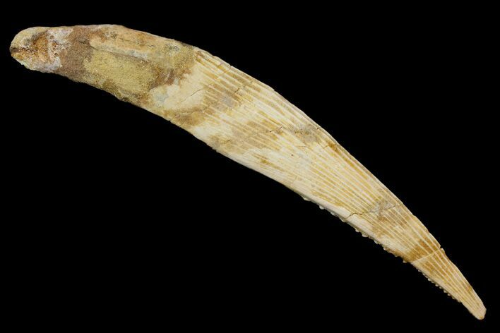 Fossil Shark (Hybodus) Dorsal Spine - Morocco #145369